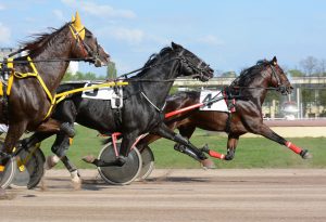 Horses,Trotter,Breed,In,Motion,On,Hippodrome.,Harness,Horse,Racing.